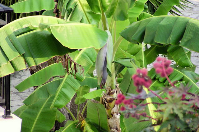 18_P7019926.LOURDATA Milos-Studios - Bananenbluete bricht auf