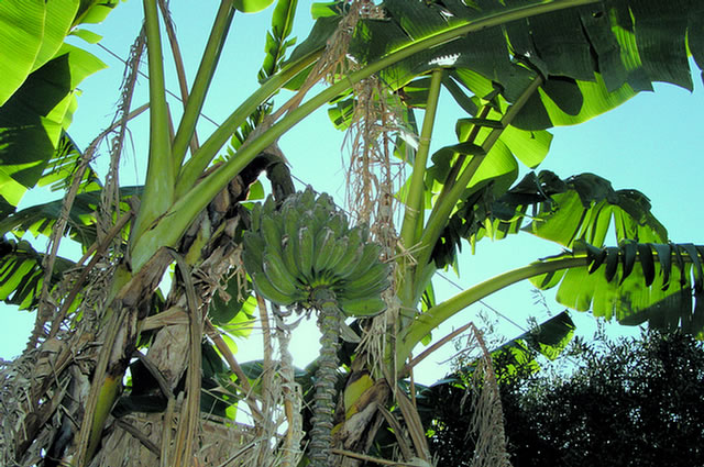 20_P7100268.LOURDATA Milos-Studios - Flora