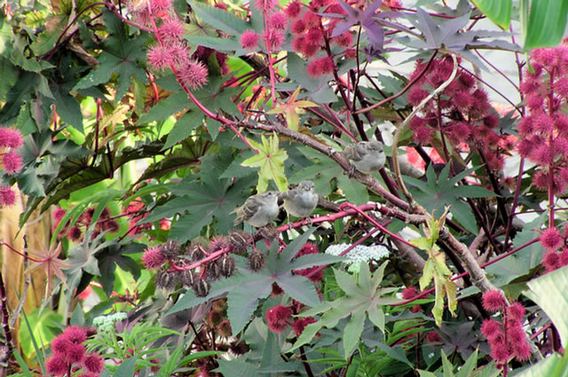 21_P6289900.LOURDATA Milos-Studios - Jungspatzen in Aktion