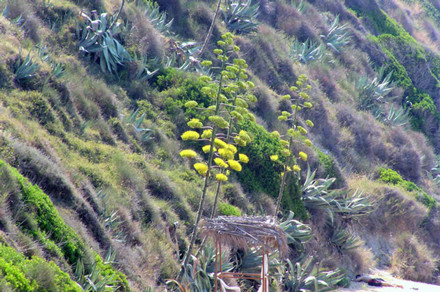 33_P7039980.Avithos beach